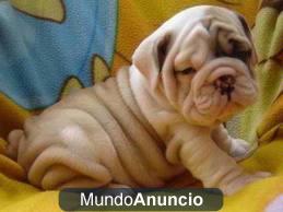 Dos camada de bulldog ingles disponible 100€