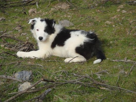 Espectacular Cachorro de Border Collie 350€