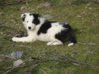 Espectacular Cachorro de Border Collie 350€ - mejor precio | unprecio.es