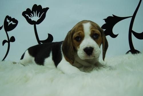 espectacular camadita de beagle--cachorros ideales para tu hogar