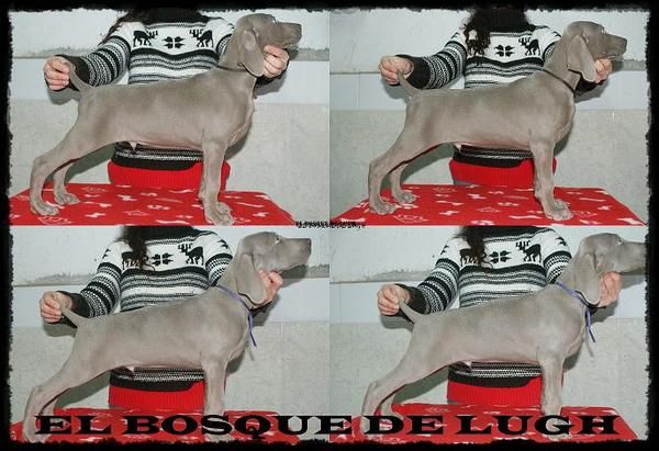 Excelentes Cachorros Weimaraner / Braco de Weimar