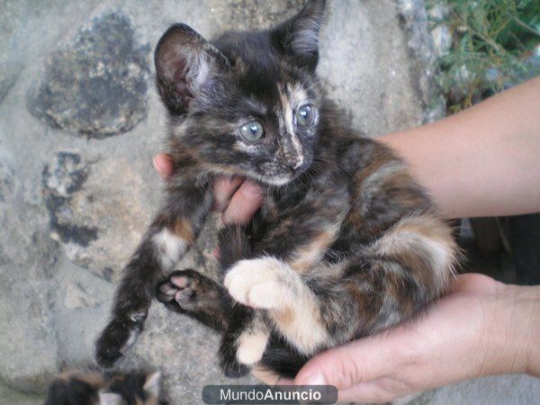 Gatita negra y oro busca hogar, 2 meses