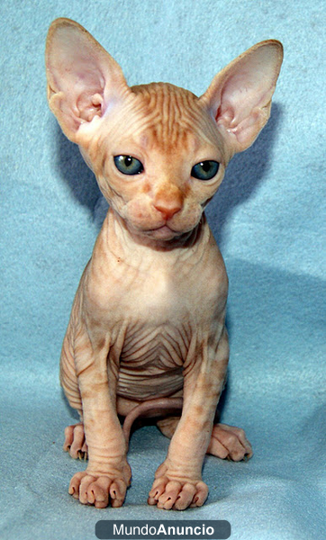 Gatitos sphynx