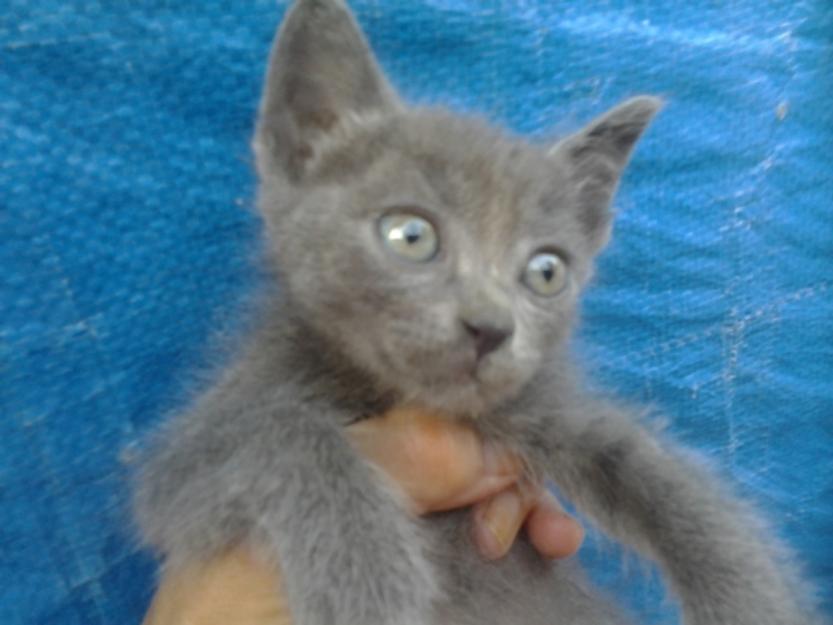 gatitos tirados en el puerto, uno azul ruso y 2 negritos