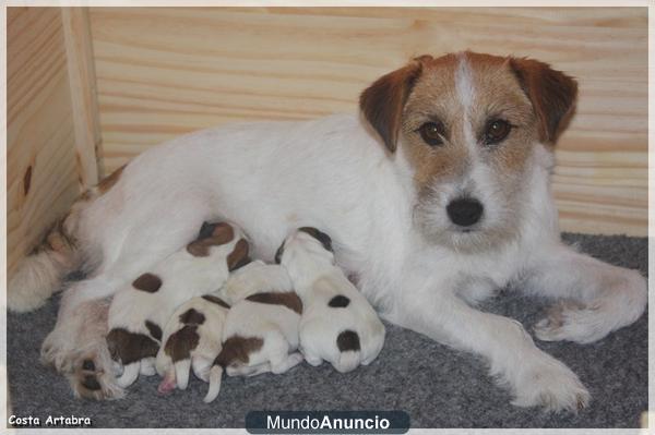 Jack Russell Terrier. Camada nacida el 10 de Octubre