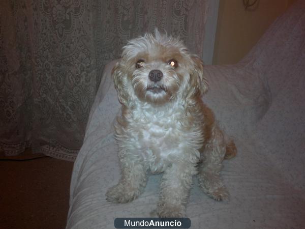 mini_lhasa_apso_pupp o un cachorro del maltes mocho y embra a poder ser