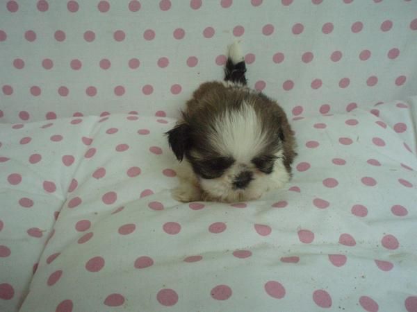 preciosos cachorros de SHIH TZU CON PEDIGREE 450euros