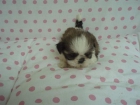 preciosos cachorros de SHIH TZU CON PEDIGREE 450euros - mejor precio | unprecio.es