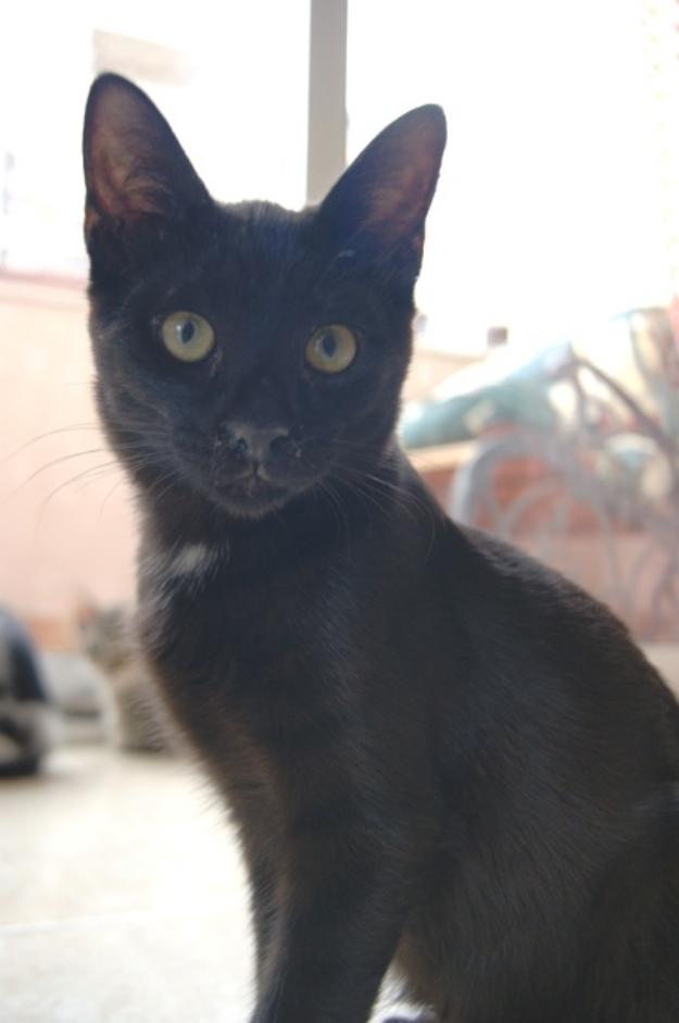 SALEM, joven gatito negro como el ébano en adopción