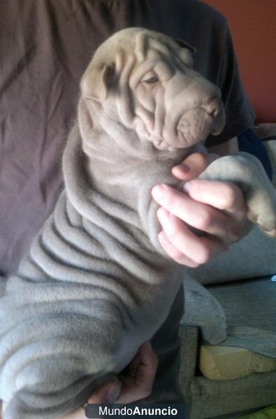 se venden dos cachorritas de shar pei azul y lilac