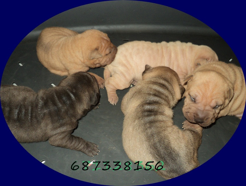 Shar Pei...piel de arena