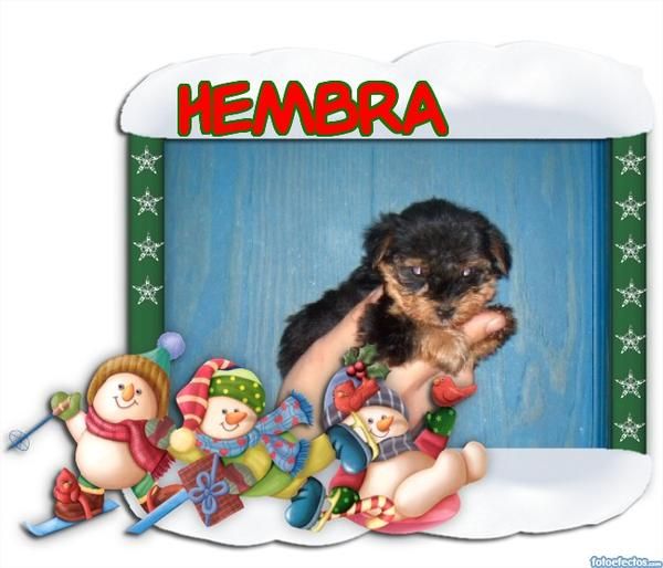 YORKSHIRE TERRIER 1 HEMBRA Y 1 MACHO CON PEDIGRI