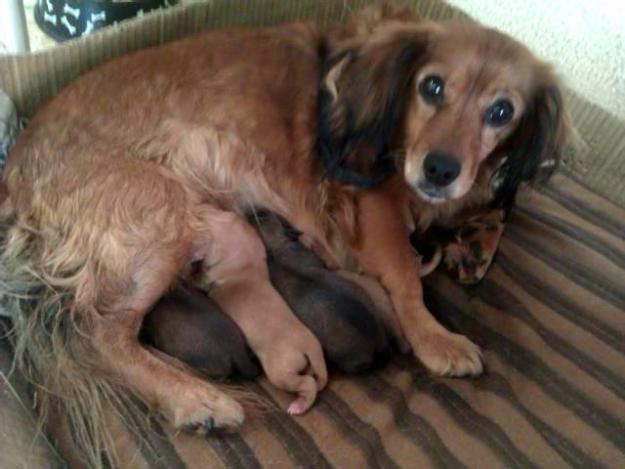 5 cachorros buscando un hogar