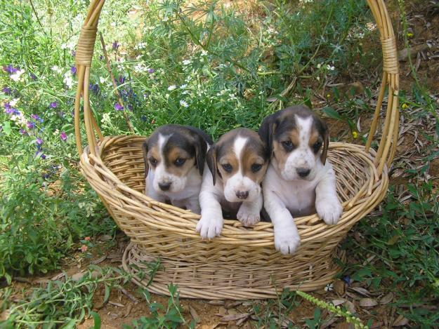 Beagles espectaculares