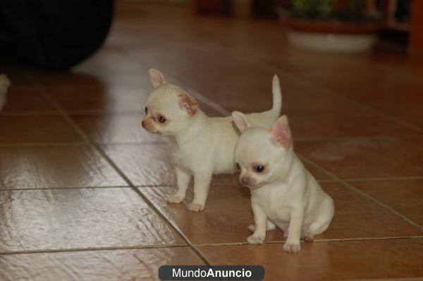 CACHORRITO PARA EXPOSICION BLANCO