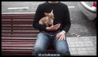 Cachorro chihuahua con pedigree - mejor precio | unprecio.es