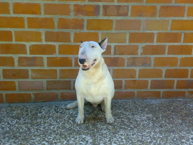 Cachorros Bullterrier