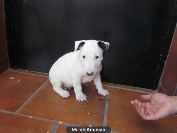 Cachorros Bullterriers de Joylabull