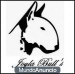 Camada de Bullterriers de Joylabulls