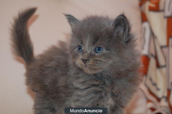 camada maine coon