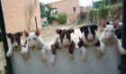 Excelentes cachorros de Bull Terrier con pedigree - mejor precio | unprecio.es