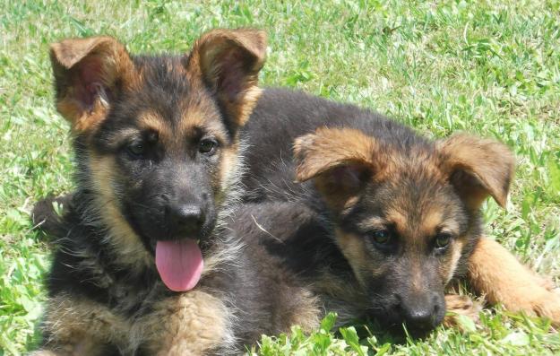 Fabulosos cachorros de pastor aleman