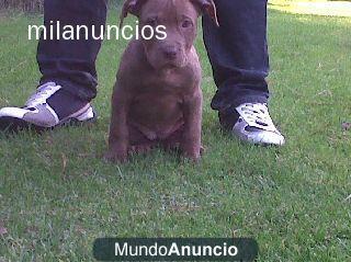 Hembras pitbull red nose