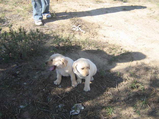 labradores