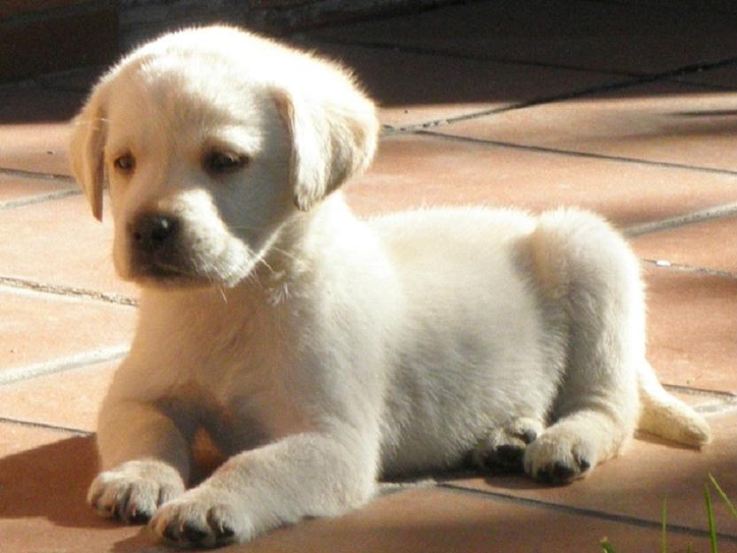 labradores retrievers cachorros linea francesa