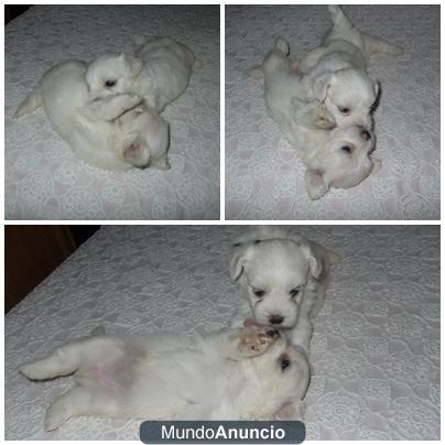 Nueva camada Bichon maltes... miniatura