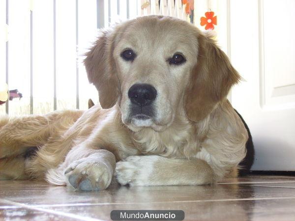 ultimos cachorros de golden retriever