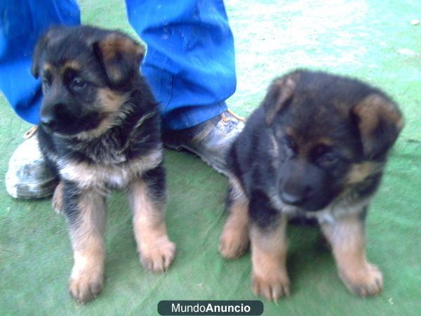 vendo cachorros de pastor aleman con pedigree