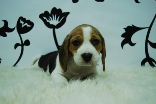 beagle! estupenda camada, machos&hembras///con pedegree, chip, desparasitacion...