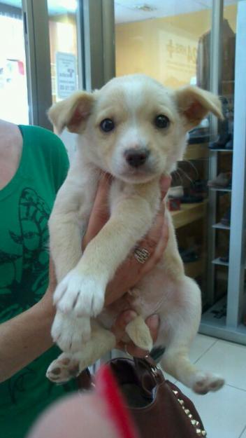 Carlitos en adopcion