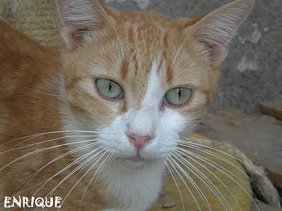 Enrique, gato adulto desesperado por reencontrar el calor de un hogar