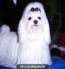 Muy bonitos bichon maltes mini, con pedigree - mejor precio | unprecio.es