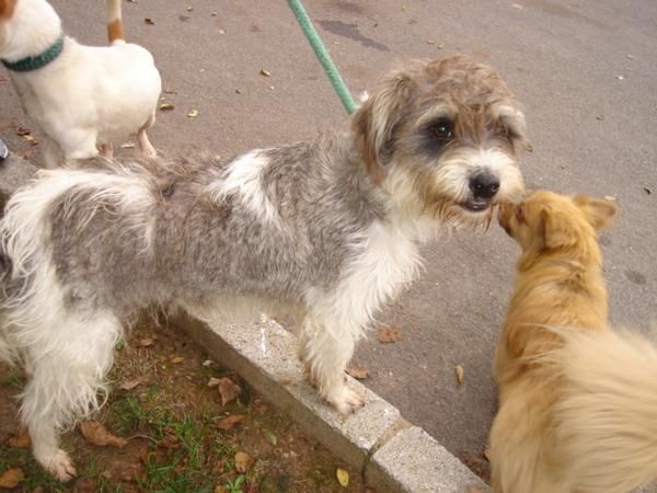 Preciosa perrita pequeña 7kg.1año.En adopcion.Se envia!