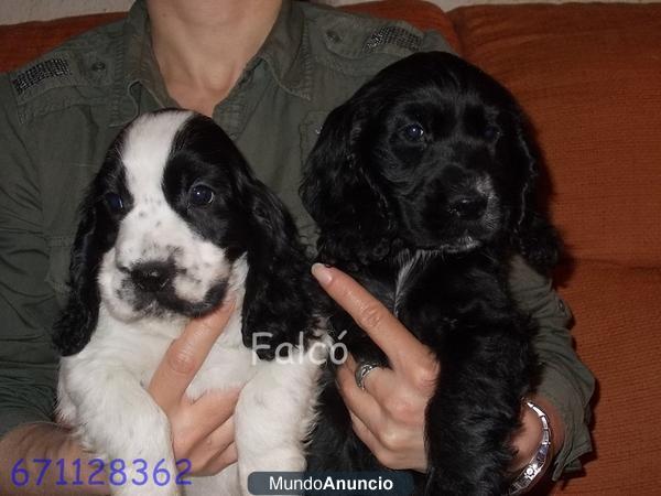 Preciosos cachorros COCKER SPANIEL - vendo