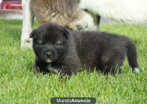 Regalo   Akita cachorros