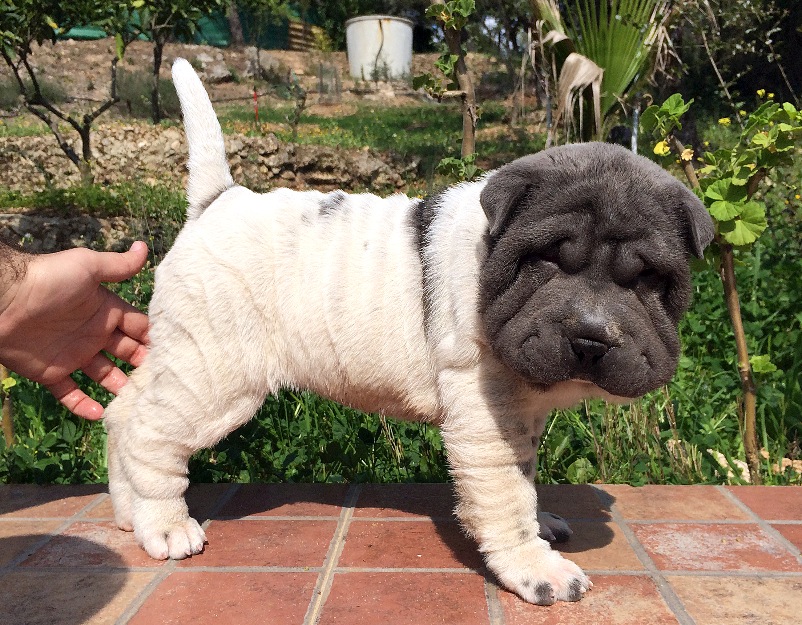 Shar Pei Floreada Azul lista para entregar