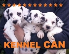 venta dalmata , cachorros puros - mejor precio | unprecio.es