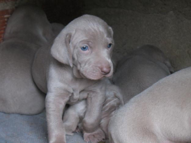 weimaraner