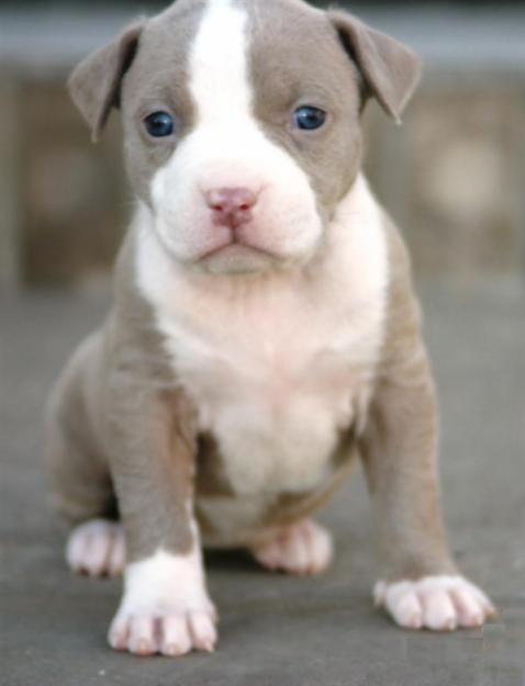 American Pitt bull disponibles.