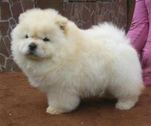 Cachorros de Chow Chow  150eur