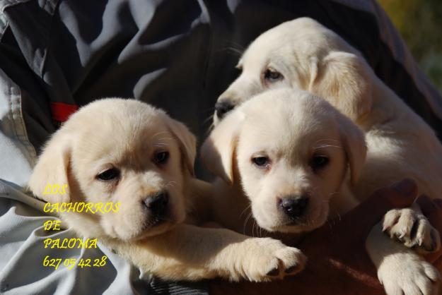 cachorros de labrador blancos y negros con pedigree loe