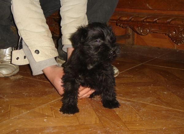 CACHORROS DE SCHNAUZER MINIATURA 300