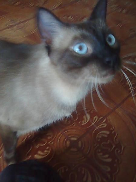 Gatito de 10 meses busca hogar responsable