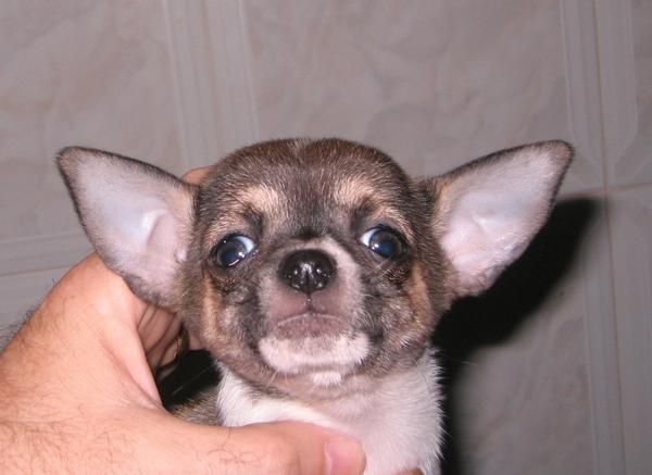 hembra chihuahua