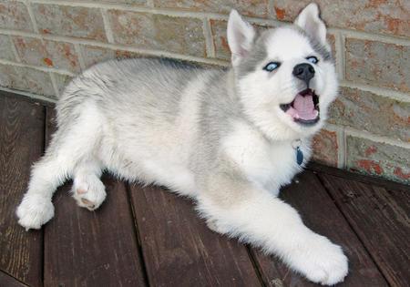 husky dulce para la venta