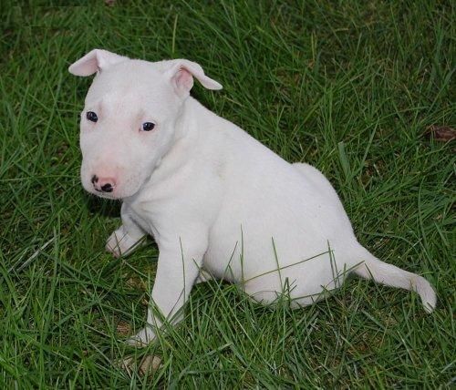 interiores de formación camada bull terrier el cachorro mejor mascota que puedes tener.